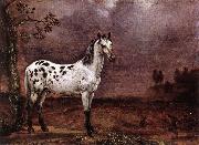 POTTER, Paulus The Spotted Horse af oil painting on canvas